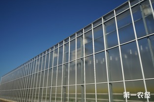 歸園新農(nóng)人 80末“富二代”留學(xué)歸來，打造歐荷生態(tài)小番茄的綠色夢(mèng)想